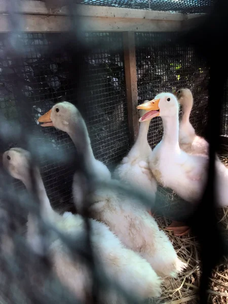 White Ducks Cage Farm Animal Husbandry — Foto Stock