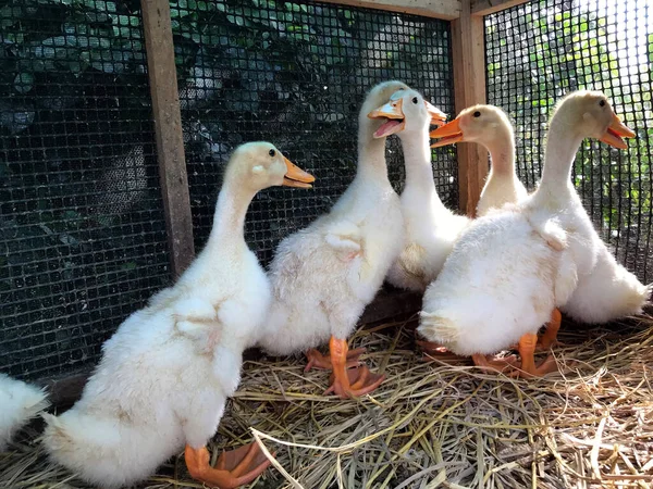 Agricultural Farm Animals Duck Farm — Stock Photo, Image