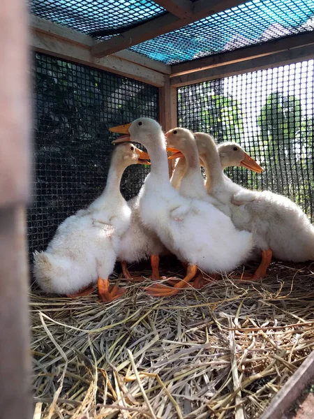 Agricultural Farm Animals Duck Farm — Foto Stock