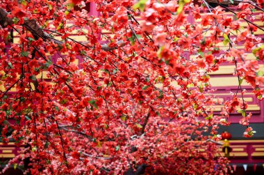 Sahte çiçek, yapay Japon kiraz çiçekleri tamamen çiçek açmış. Güzel çiçek arkaplanı.