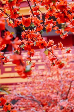 Sahte çiçek, yapay Japon kiraz çiçekleri tamamen çiçek açmış. Güzel çiçek arkaplanı.