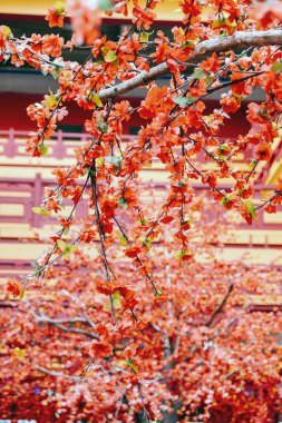 Sahte çiçek, yapay Japon kiraz çiçekleri tamamen çiçek açmış. Güzel çiçek arkaplanı.