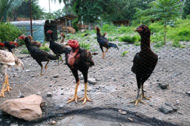 farm animals, Chickens on traditional free range poultry farm clipart