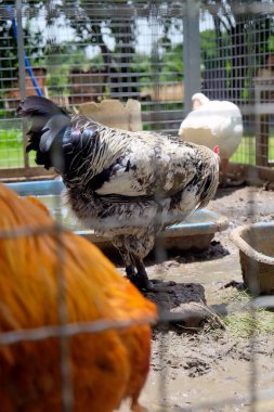 Çiftlikteki bir kafeste tavuk, fotoğrafa yakın çekim.