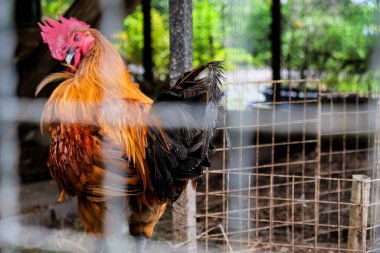 Tayland 'ın kırsalındaki bir çiftlikte kafesteki horoz.