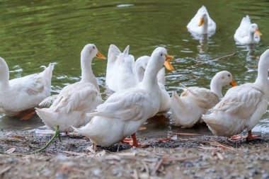 Ördekler suyun tadını çıkarıyor ve bir göletin kıyısında dinleniyorlar.