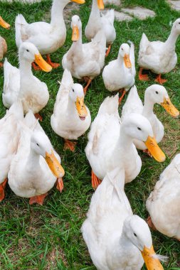 Birçok beyaz ördek yeşil çimlerde yürüyor, yiyecek arıyorlar.