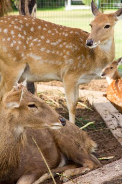 Tayland 'da kumda yatan genç bir geyiğin portresi..