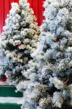 Noel ağacı, çam kozalaklarıyla kaplı. Kış arkaplanı