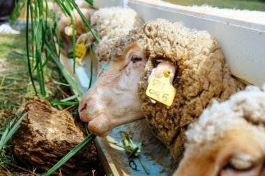 Çiftlikte ot yiyen koyunlar, fotoğrafa yakın çekim..