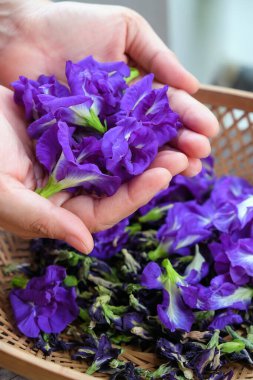 Elinde kelebek çiçeği, Tayland bitkisel ilacı..