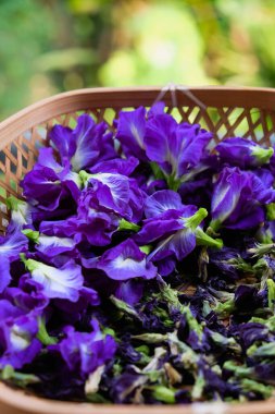 Kelebek bezelye çiçeklerinin sepetteki yakın plan resmi, Tayland bitkisel ilaçları..