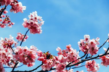 İlkbaharda kiraz çiçekleri, sakura çiçekleri açar.