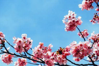 İlkbaharda kiraz çiçekleri, sakura çiçekleri açar.