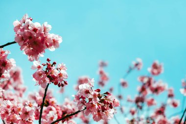 İlkbaharda kiraz çiçekleri, sakura çiçekleri açar.