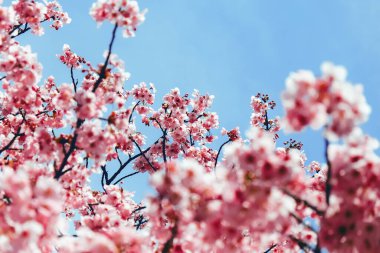 İlkbaharda kiraz çiçekleri, sakura çiçekleri açar.