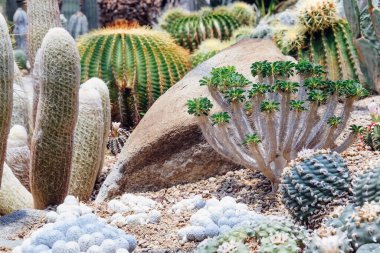 Bahçesinde bir sürü kaktüs bahçesi var.