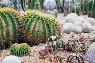 Bahçesinde bir sürü kaktüs bahçesi var.