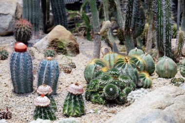 Bahçesinde bir sürü kaktüs bahçesi var.