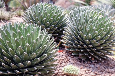 Botanik bahçesindeki sulu bitkiler, fotoğraflara yakın çekim.