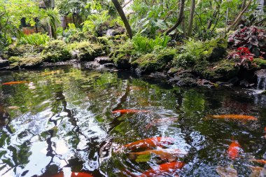 Tayland 'ın Japon bahçesindeki gölette yüzen koi balığı..