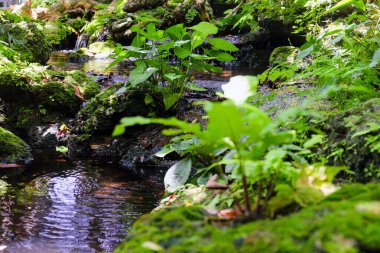 Japon bahçesinde yeşil bitkilerle şelale 