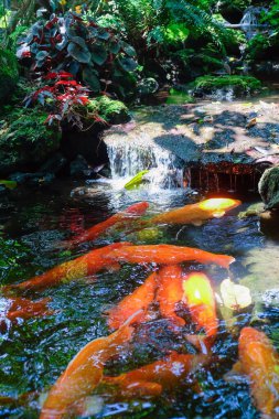 Tayland 'ın Japon bahçesindeki gölette yüzen koi balığı..