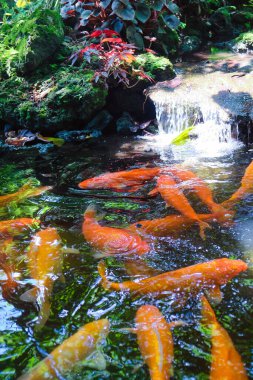 Tayland 'ın Japon bahçesindeki gölette yüzen koi balığı..