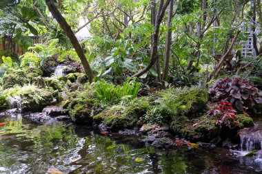 Tayland 'ın Japon bahçesindeki gölette yüzen koi balığı..