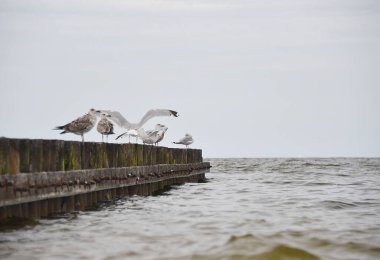 Martılar dalgakıranın üzerinde otururlar. Baltık Denizi 'nin fırtınalı dalgaları