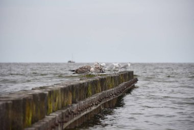 Martılar dalgakıranın üzerinde otururlar. Baltık Denizi 'nin fırtınalı dalgaları