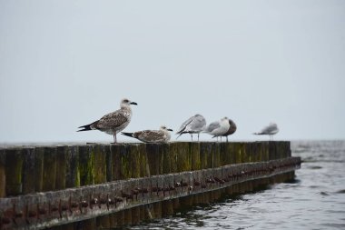 Martılar dalgakıranın üzerinde otururlar. Baltık Denizi 'nin fırtınalı dalgaları