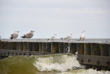 Martılar dalgakıranın üzerinde otururlar. Baltık Denizi 'nin fırtınalı dalgaları