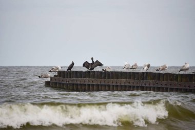 Martılar dalgakıranın üzerinde otururlar. Baltık Denizi 'nin fırtınalı dalgaları