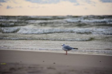 Deniz kıyısındaki martılar. Baltık Denizi, Polonya