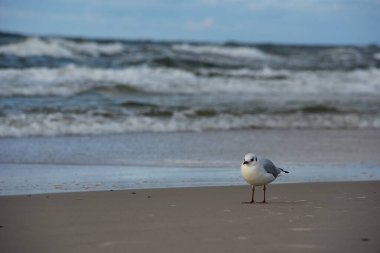 Deniz kıyısındaki martılar. Baltık Denizi, Polonya