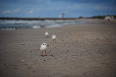 Deniz kıyısındaki martılar. Baltık Denizi, Polonya