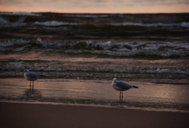 Deniz kıyısındaki martılar. Baltık Denizi, Polonya