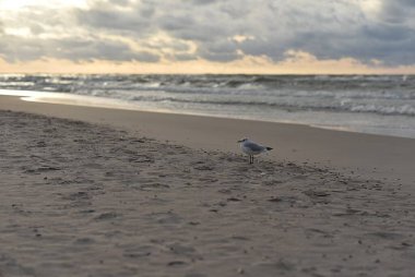 Deniz kıyısındaki martılar. Baltık Denizi, Polonya
