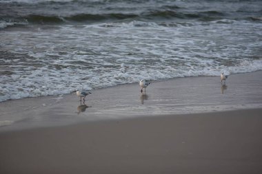 Deniz kıyısındaki martılar. Baltık Denizi, Polonya