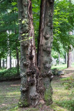 Jikjisa Tapınağı Gimcheon-si, Güney Kore 'de ünlü bir tapınaktır..
