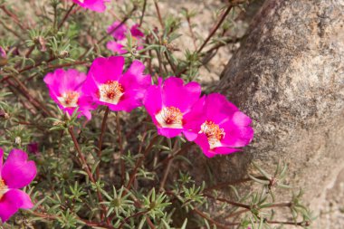 Jikjisa Tapınağı Gimcheon-si, Güney Kore 'de ünlü bir tapınaktır..