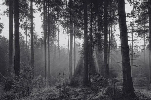 Wundersame Ruhige Schönheit Des Waldes Natur — Stockfoto