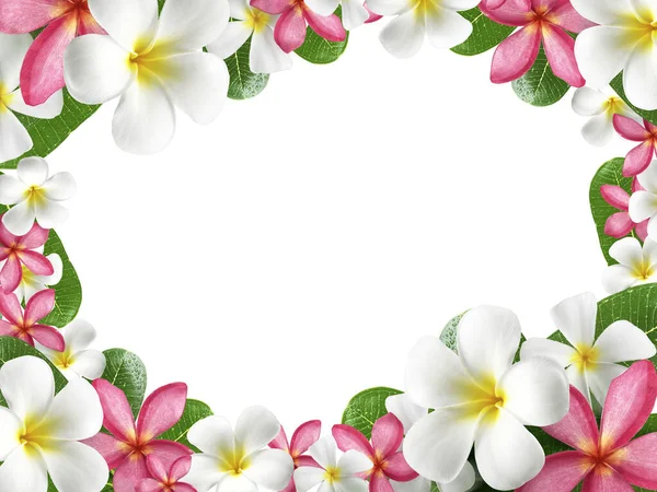 Stock image frangipani flower frame on white background