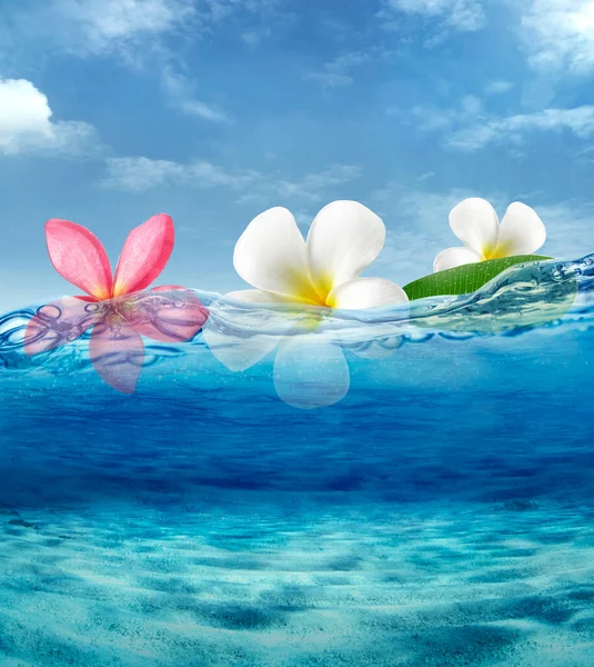 frangipani flower on sea ocean float