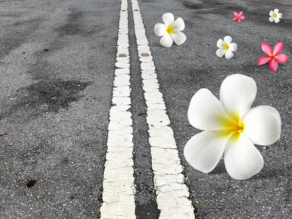 frangipani flowers falling on the road