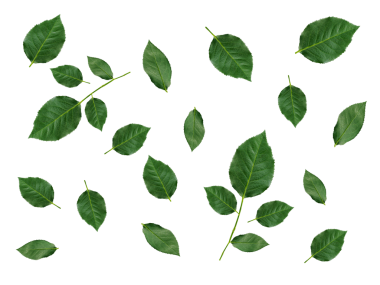 Gül yeşili yapraklar Sevgililer Günü 'nde tebrik kartı tasarımı için kullanılabilir. şeffaf arkaplan