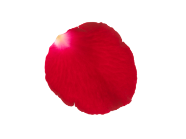 gül yaprakları, şeffaf arkaplan