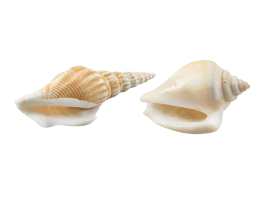 Boş deniz kabuğu, şeffaf arkaplan