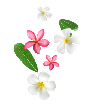 Frengipani çiçeği düşüyor, şeffaf arkaplan